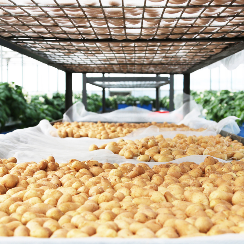 Hongji Agriculture