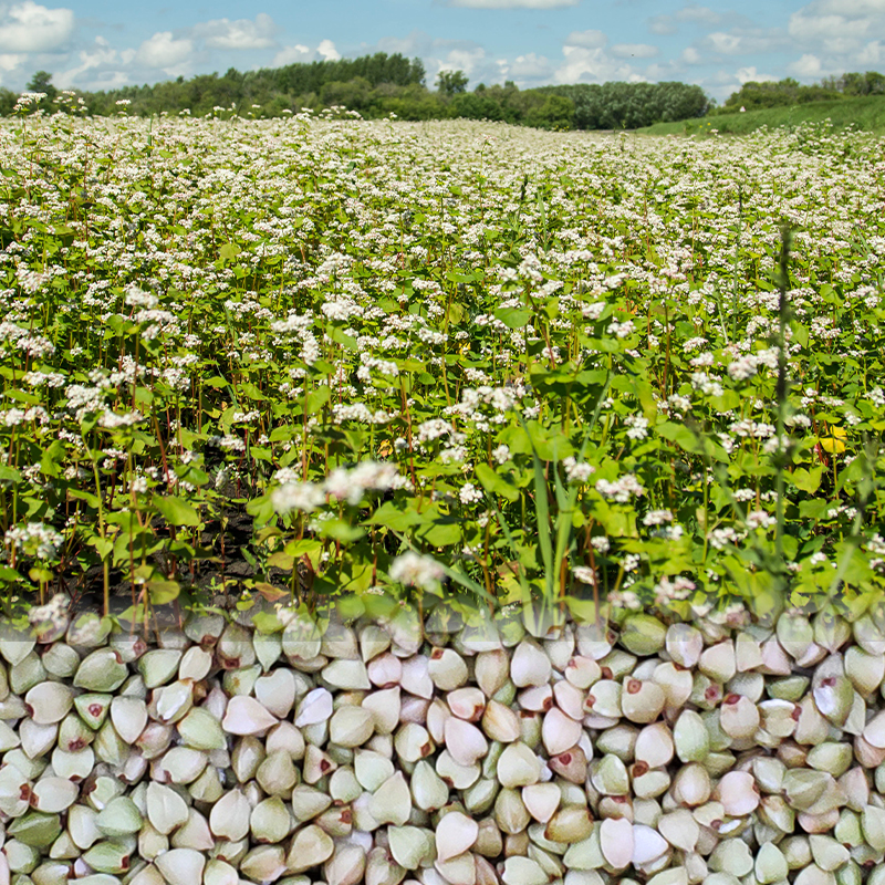 Hongji Agriculture